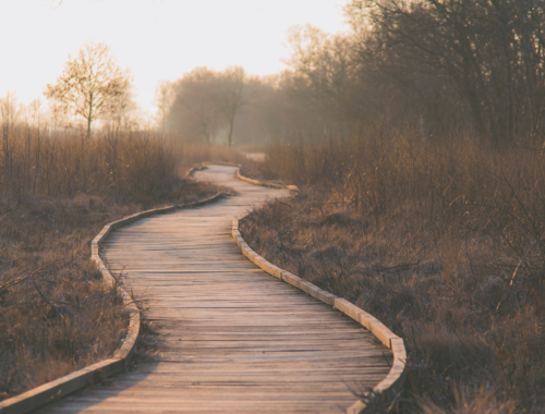 a curved wooden path