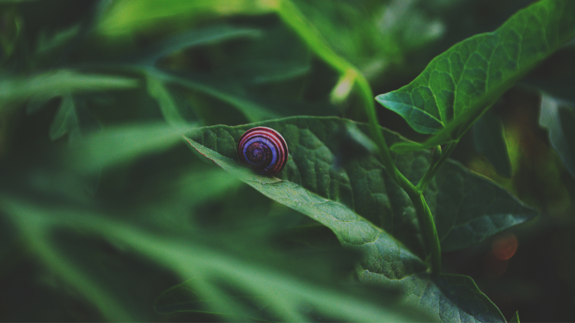 a snail indulging in slow living on a green leave
