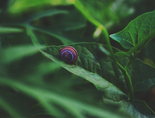 a snail indulging in slow living on a green leave